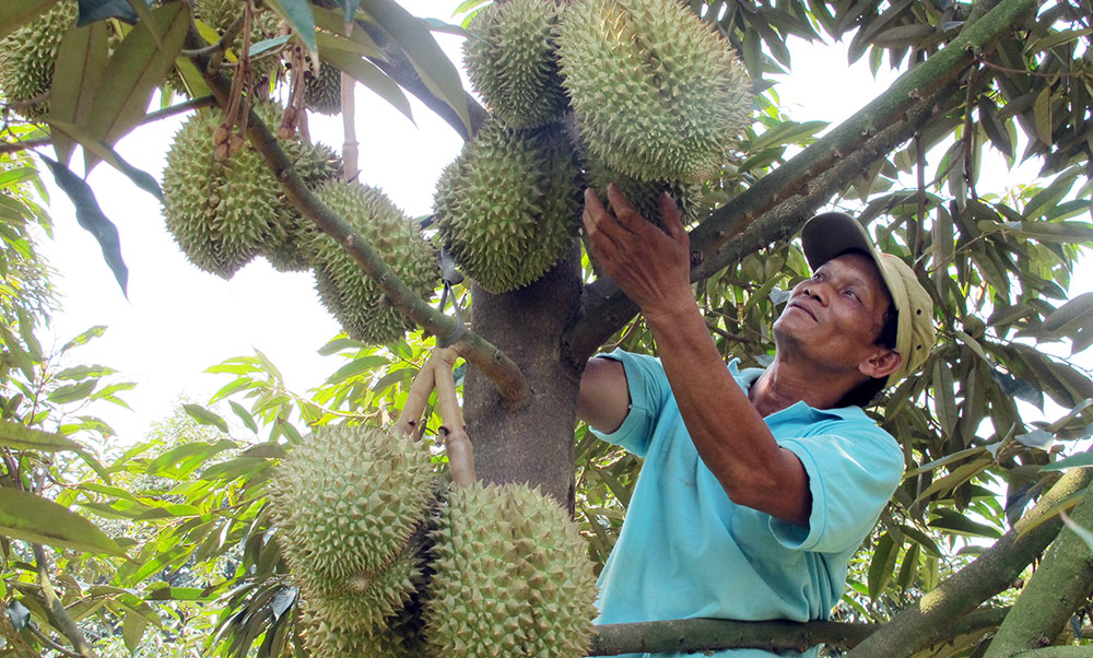 Lâm Đồng khuyến cao nông dân không tự phát mở rộng diện tích sầu riêng (29/3/2023)